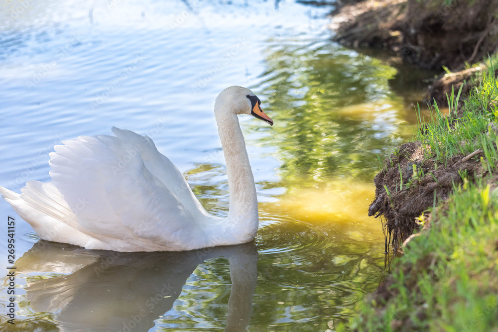 Fototapeta premium The adult white swan in the habitat of dwelling - swims in a reservoir at the coast in sunny summer day