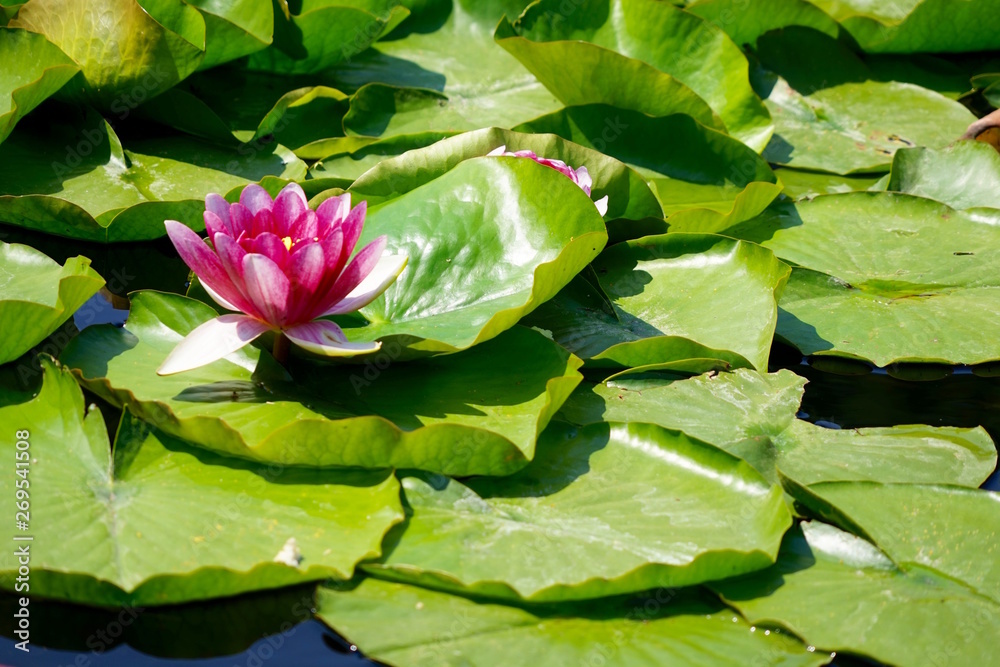 Einzelne rosane Seerose bei Sonnenschein Einzelne rosane Seerose bei Sonnenschein