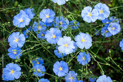 Meadow of blooming Blue flax (Linum perenne) flowers. 