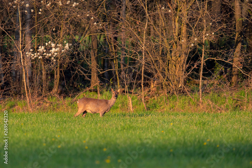 Roe deer doe in sunny meadow near forest in spring.