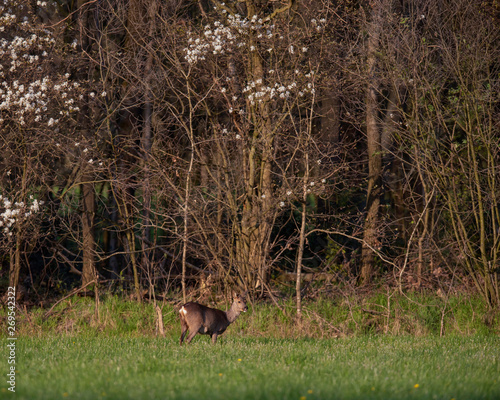 Roe deer doe in sunny meadow near forest in spring.