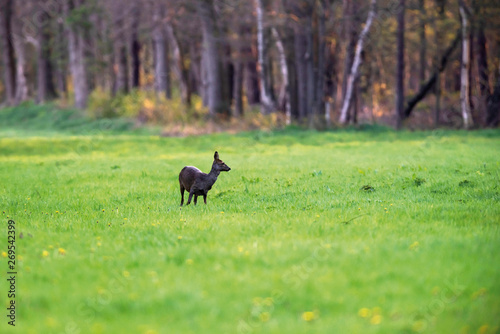 Roe deer doe in forest meadow in early spring. © ysbrandcosijn