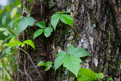 Photography Poison ivy closeup climbing on a tree
