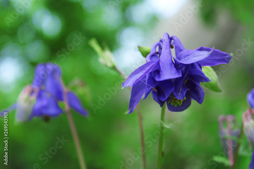Abstract Nature Background. Cropped Shot Of blue Flower. Beautiful Nature Background.