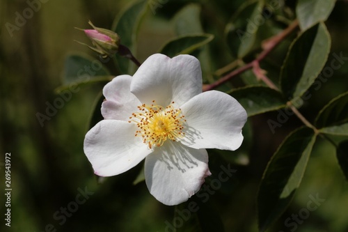 Fototapeta Naklejka Na Ścianę i Meble -  White flowers of a Rosa x dupontii
