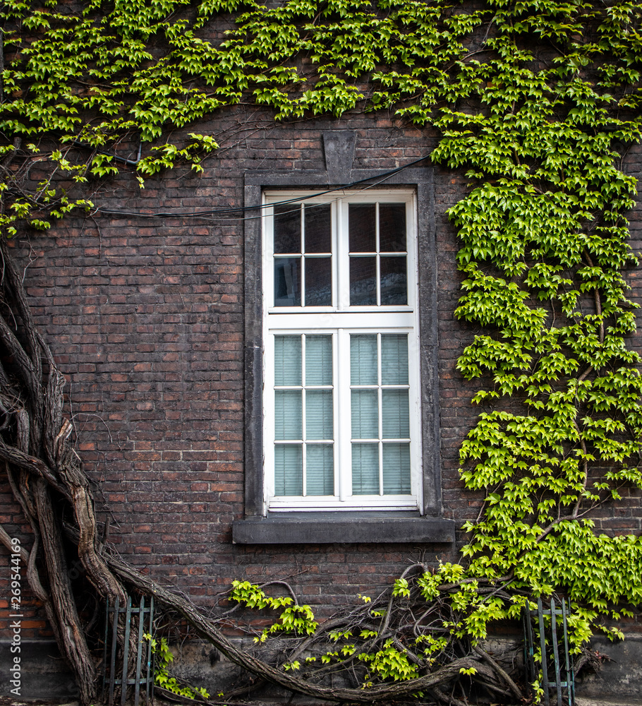 White window on brick wall with green liana plants