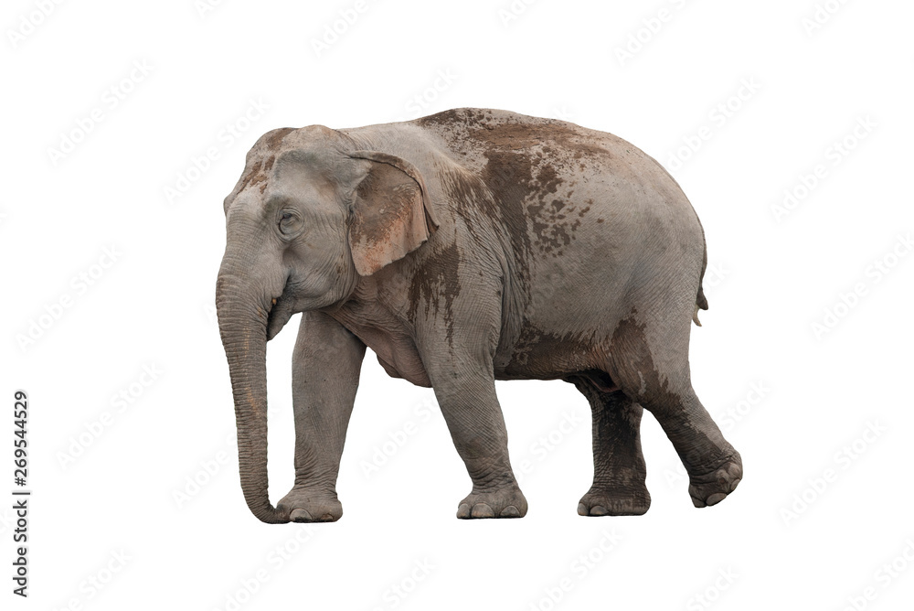 Fototapeta premium Large male elephant with no tusks isolated on white background