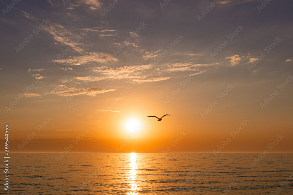beautiful sunset on the sea. silhouette of a bird flying from the sun.