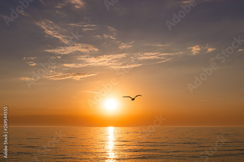 beautiful sunset on the sea. silhouette of a bird flying from the sun. © Jekaterina