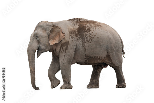 Large male elephant with no tusks isolated on white background