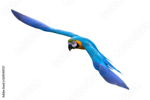 Beautiful macaw flying isolated on white background
