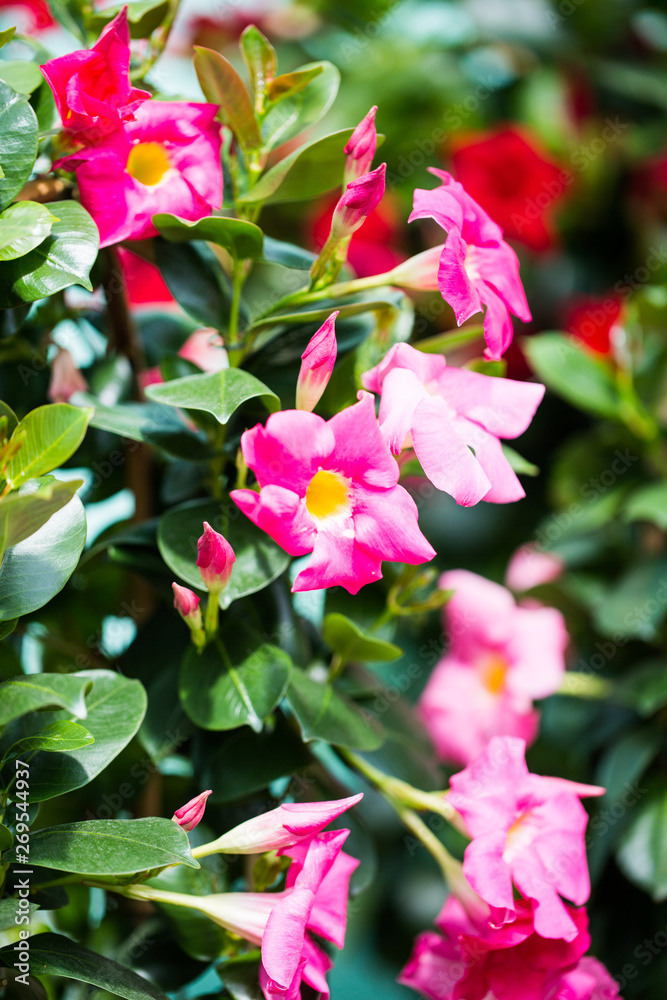 Fototapeta premium Dipladenia, Gartenarbeit, Gärtnerei, pflanzen