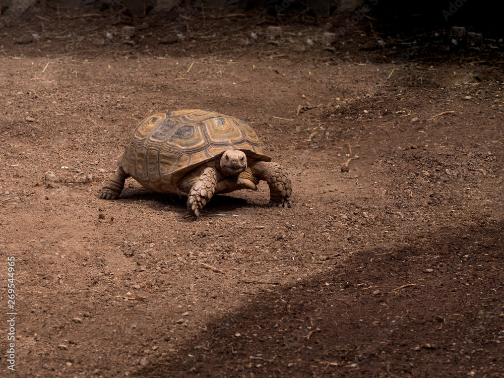 Obraz premium Giant turtles, dipsochelys gigantea in island Tenerife