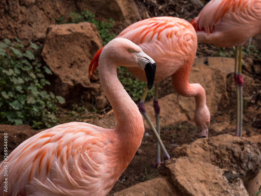 Close-up of American flamingo against green background Close-up of American flamingo against green background