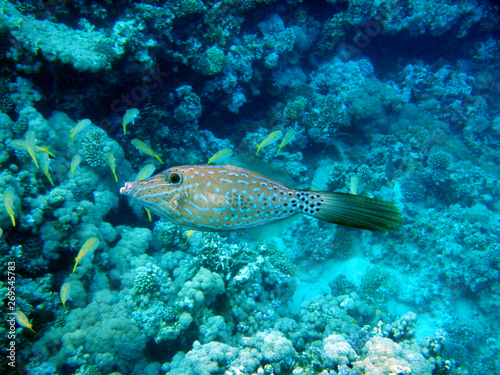 Fisch in einem Korallenriff