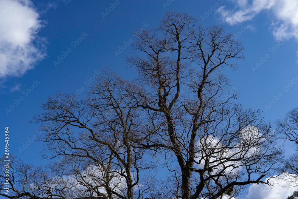 Trees in the sky Trees in the sky