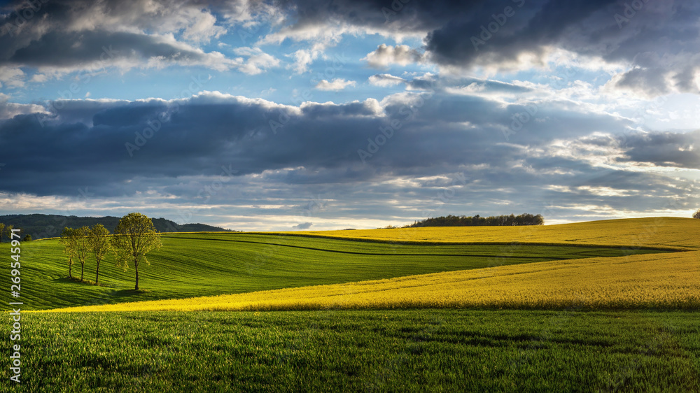 Rape Field at Lower Silesia/Poland