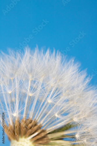 Dandelion Seed Head Blowball Close Up on Blue Abstract Background 