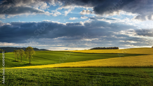 Obraz na płótnie Rape Field at Lower Silesia/Poland w salonie