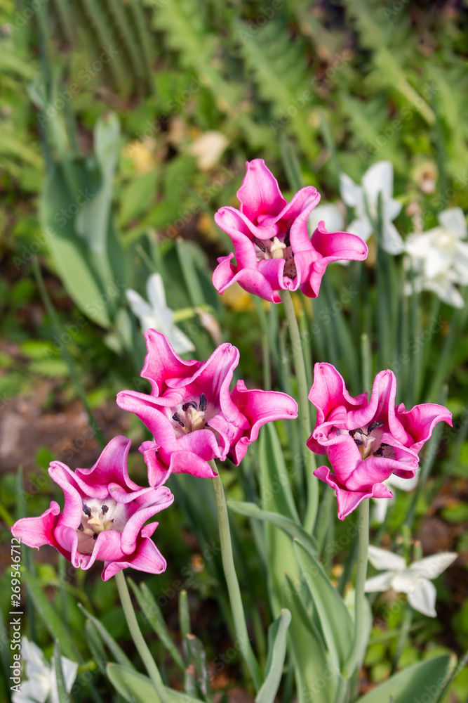 Fototapeta premium Varietal pink lily shaped tulips bloom in the spring garden. Home flowers garden bulbs