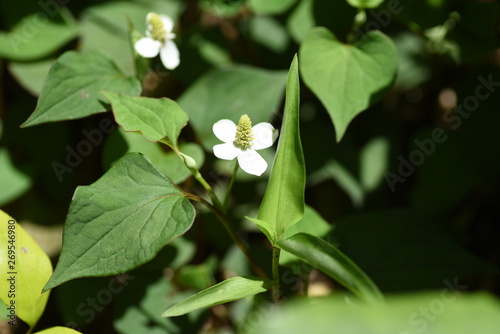 Chameleon plant flowers