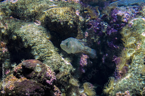 Fish in it's natural environment at Cretaquarium in Heraklion city, Crete Island - Greece