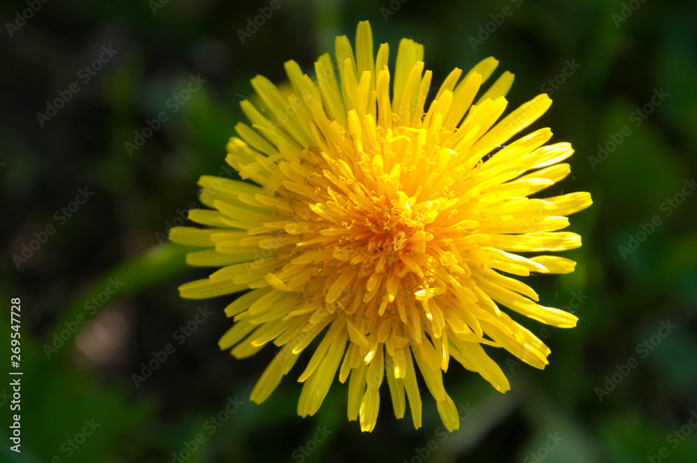 Sunny dandelion Sunny dandelion