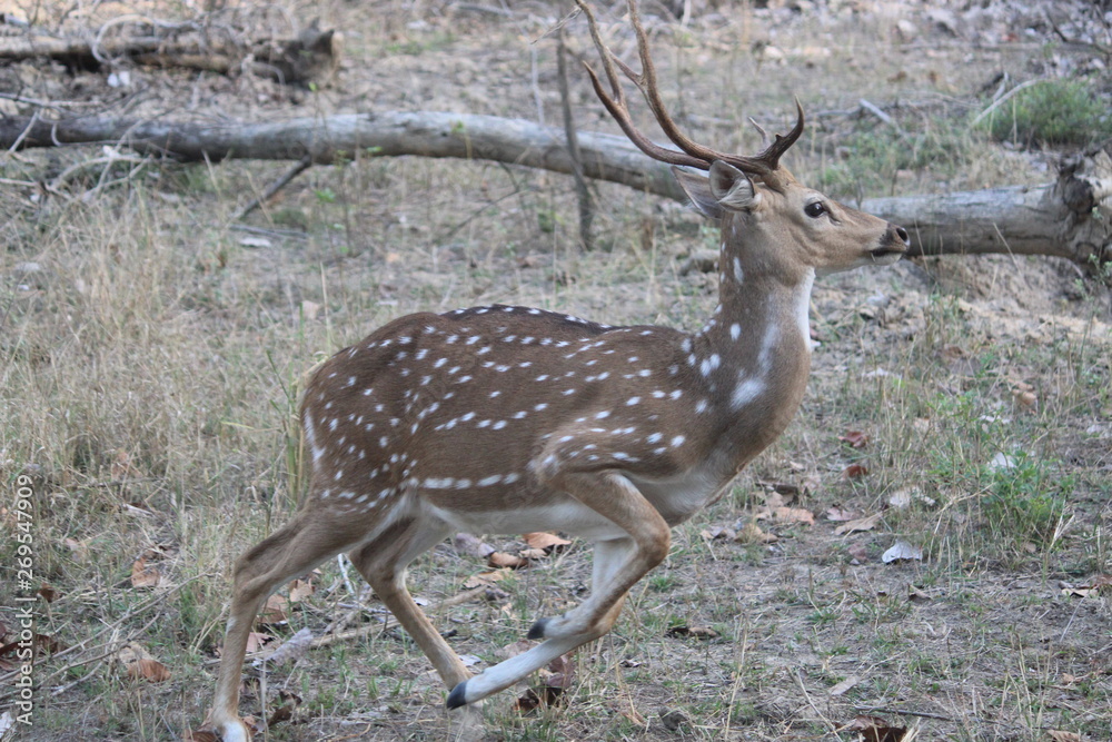 Fototapeta premium tiger chasing cheetal