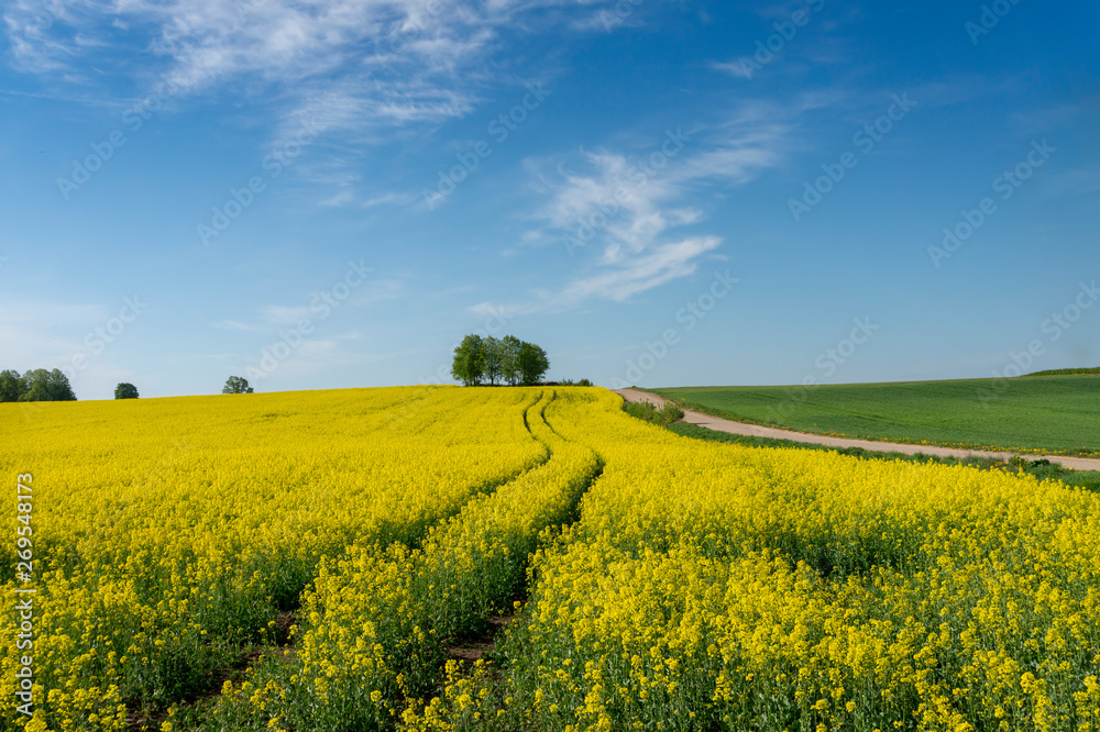 Flowering field of bright yellow rapeseed or colza