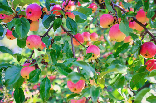 mature apples growing on a tree branch