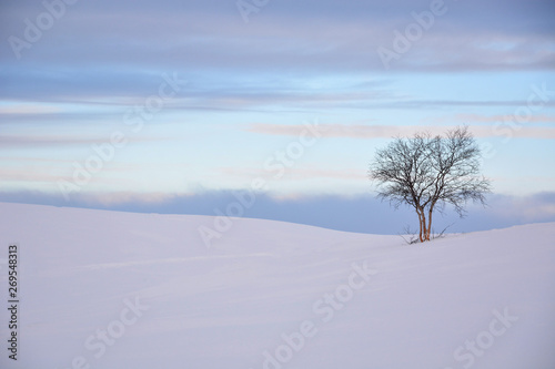 tree in winter © Баранов Денис