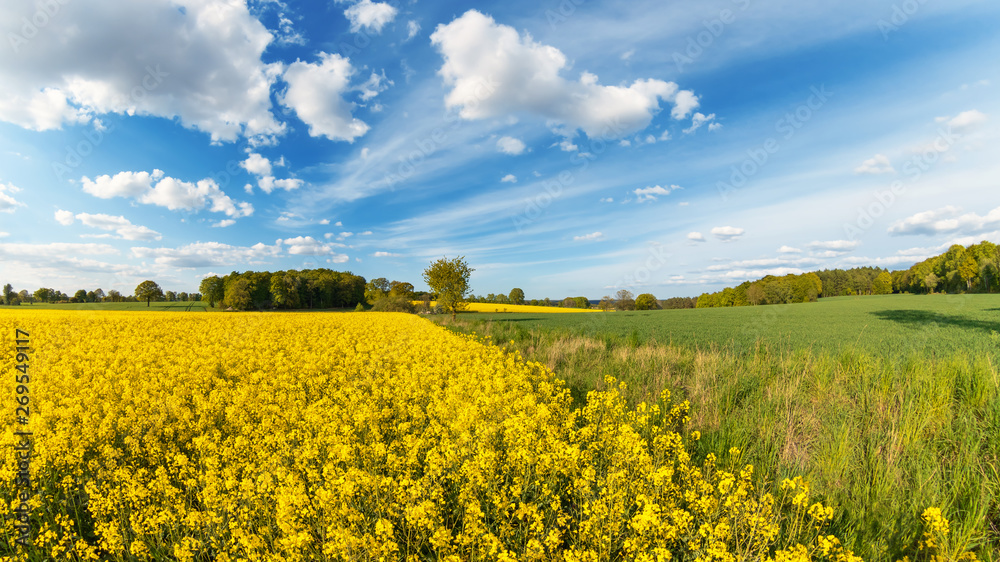 Obraz premium Idyllic panoramic view with fields and meadows in spring, Lueneburg Heath, Northern Germany.