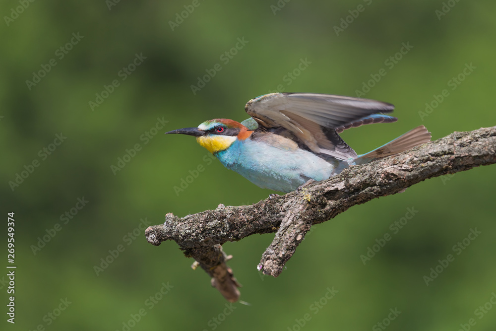 Obraz premium Portrait of a beautiful tropical bird, the bee eater (Merops apiaster)