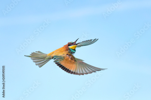Bee eater in flight (Merops apiaster)