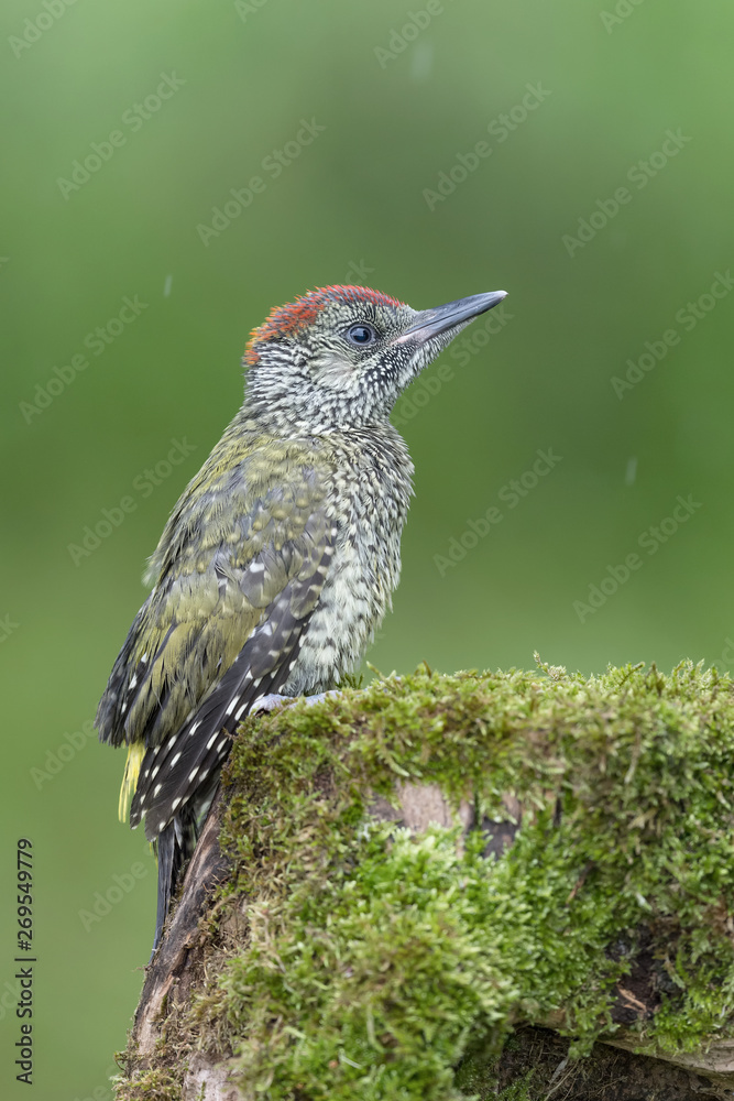 Naklejka premium Young of European green woodpecker (Picus virdis)