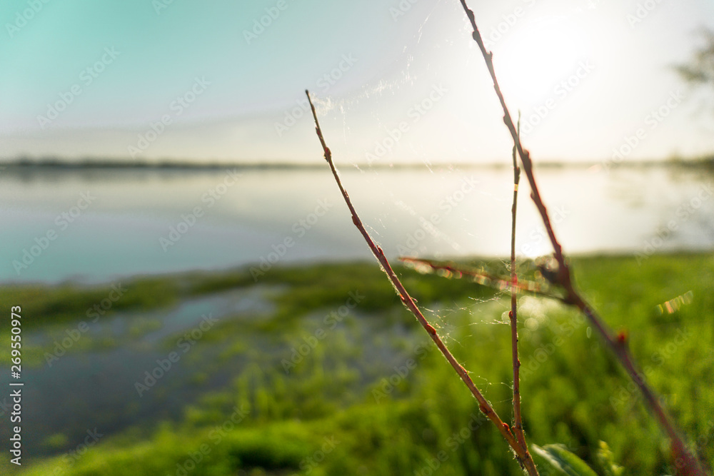 Fototapeta premium cobweb on a branch by the lake