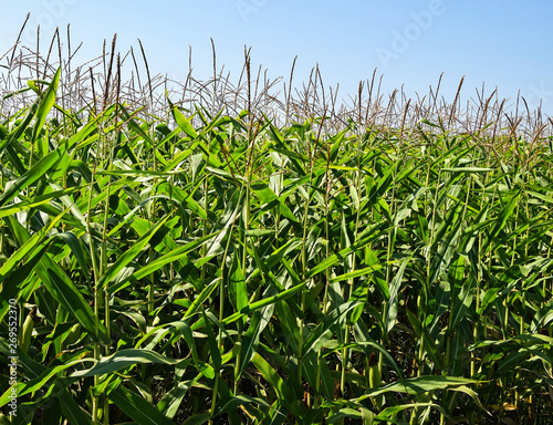 Corn field in summer outdoors