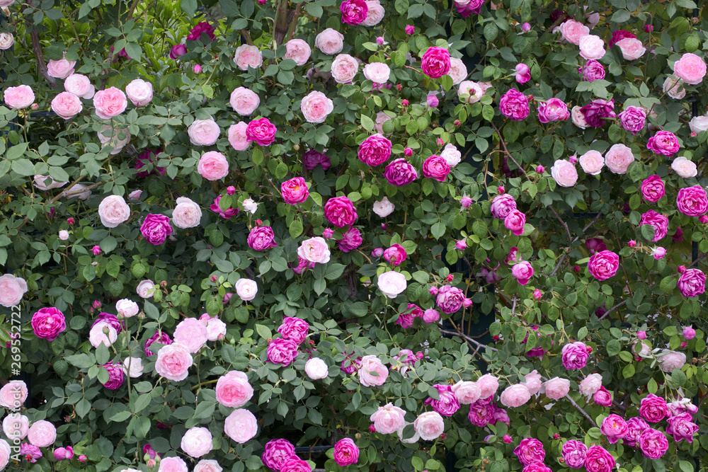 Fototapeta premium あしかがフラワーパーク バラ(マダムピエールオジェ アップルシード)