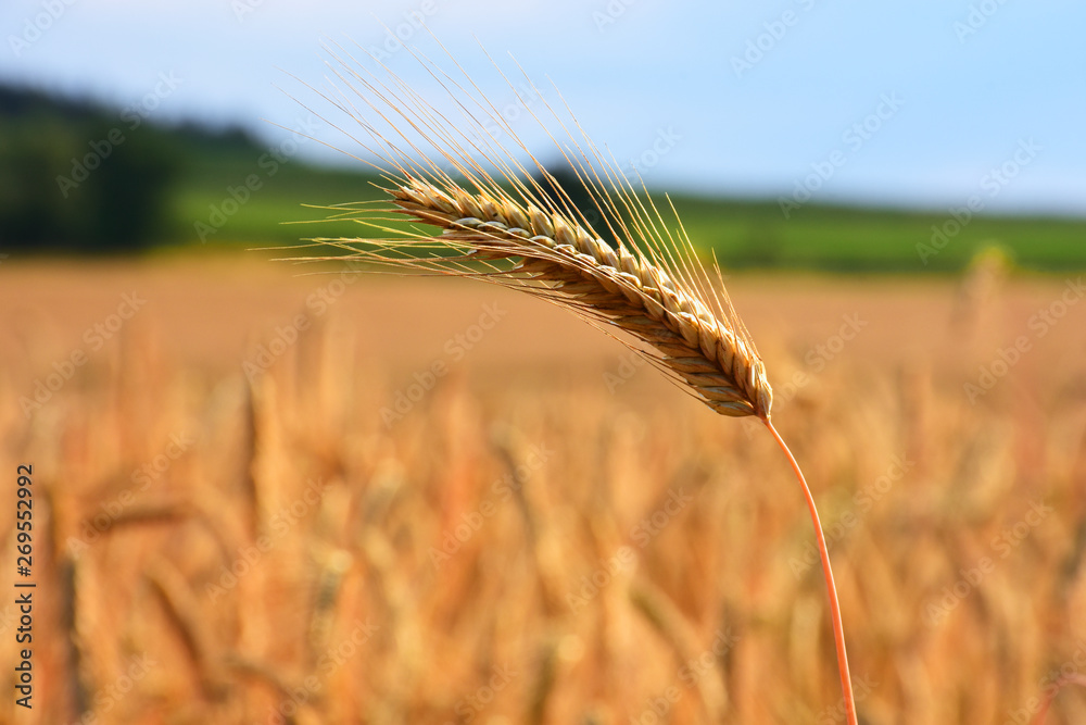 Golden field of ripe grain in the foreground grain cob Golden field of ripe grain in the foreground grain cob