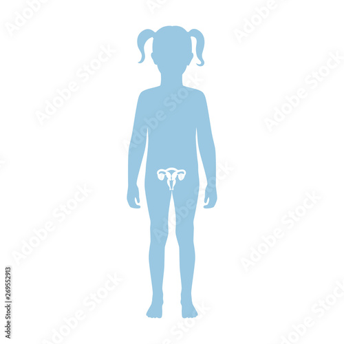 Vector isolated illustration of uterus