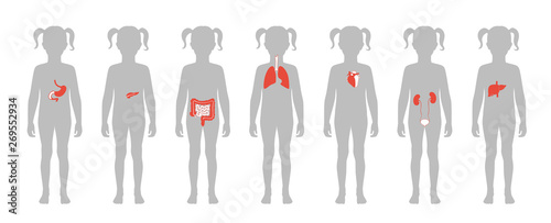 Human internal organs vector