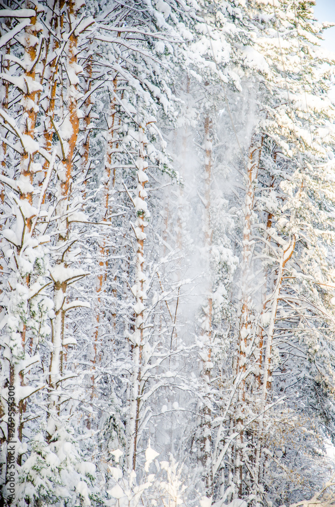 Fototapeta premium dense coniferous forest. a large pine Park. much snow