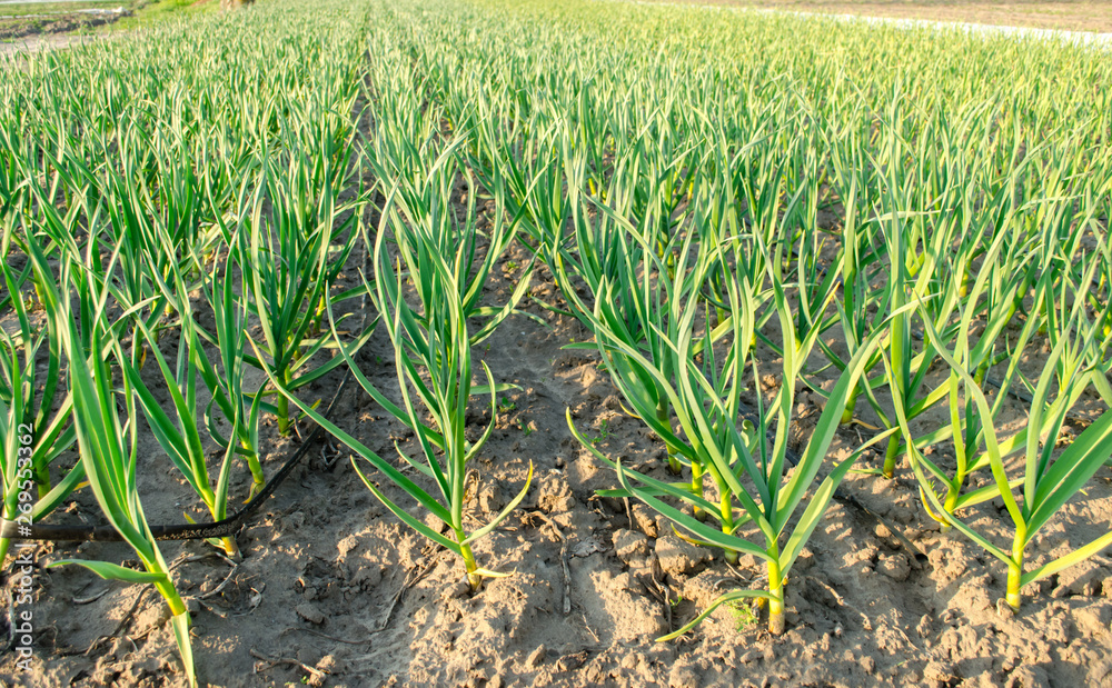 Onion plantation grow in a field on a sunny day. Agriculture Farm Farming. Leek. Selective focus Onion plantation grow in a field on a sunny day. Agriculture Farm Farming. Leek. Selective focus