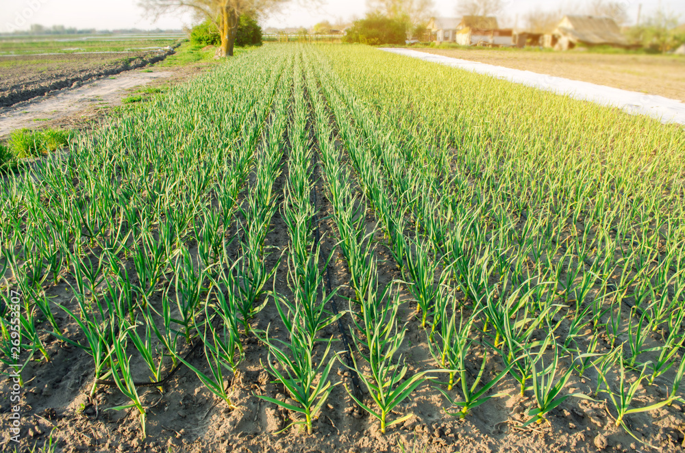 Rows of young leek grow in the field in a sunny day. Farm. Growing organic vegetables. Agriculture. Onion. Selective focus Rows of young leek grow in the field in a sunny day. Farm. Growing organic vegetables. Agriculture. Onion. Selective focus