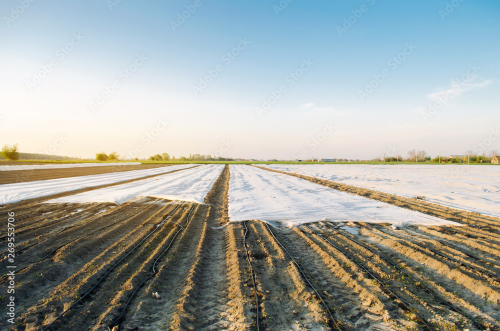 Agricultural landscape. Growing organic vegetables in small greenhouses. Drip irrigation. Spunbond to protect against frost and keep humidity of vegetable. Agricultural grounds. Selective focus