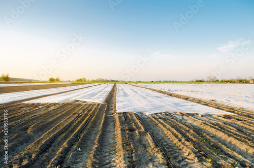 Agricultural landscape. Growing organic vegetables in small greenhouses. Drip irrigation. Spunbond to protect against frost and keep humidity of vegetable. Agricultural grounds. Selective focus