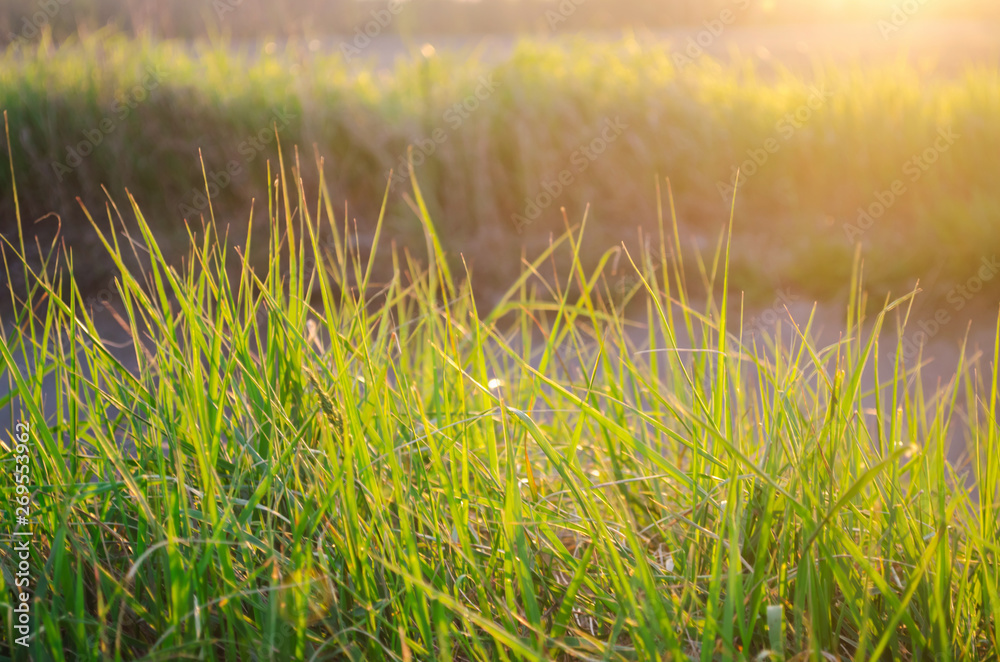 Beautiful green grass in the sunset light. Close-up. Background for design. Nature. Soft selective focus