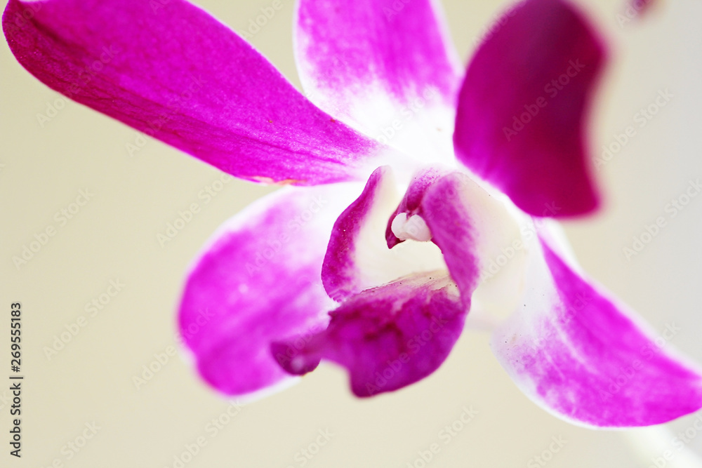 orchid on solid background