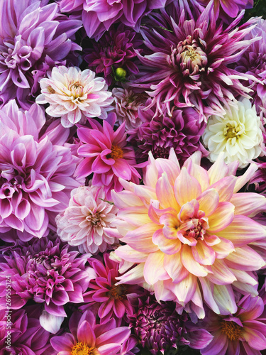 Many beautiful blooming dahlia flowers, floral summer background. Colorful dahlias in full bloom © Iryna