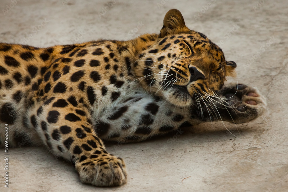 Obraz premium The powerful leopard lies beautifully, the muzzle is close up. lies with his head on his paw like a man.